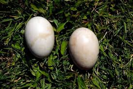 Attēlu rezultāti vaicājumam “Anas platyrhynchos eggs”