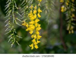 Attēlu rezultāti vaicājumam “Laburnum alpinum flower”