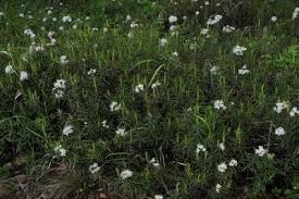 Attēlu rezultāti vaicājumam “Ledum palustre leaf”