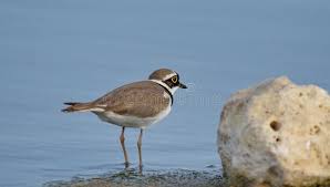 Attēlu rezultāti vaicājumam “Charadrius dubius adult”