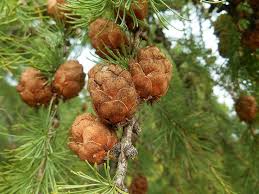 Attēlu rezultāti vaicājumam “Larix sibirica”