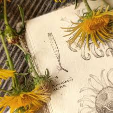 Attēlu rezultāti vaicājumam “Inula britannica flower”