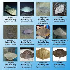 Image result for Gymnura natalensis