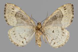 Attēlu rezultāti vaicājumam “Ecliptopera silaceata”