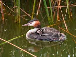 Attēlu rezultāti vaicājumam “Podiceps cristatus adult”