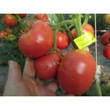 Afbeeldingsresultaat voor crnkovic yugoslavian tomato