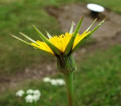 Attēlu rezultāti vaicājumam “Tragopogon pratensis subsp. pratensis”