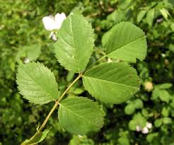 Attēlu rezultāti vaicājumam “Rosa subcanina leaf”