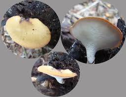 Attēlu rezultāti vaicājumam “Polyporus varius”