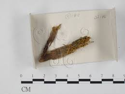 Attēlu rezultāti vaicājumam “Hemitrichia calyculata”