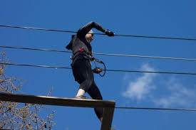 Image result for Go Ape! Whinlatter