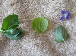 Attēlu rezultāti vaicājumam “Hylotelephium telephium leaf”