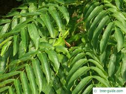 Attēlu rezultāti vaicājumam “Pterocarya fraxinifolia leaf”