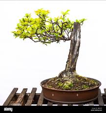 Attēlu rezultāti vaicājumam “Prunus domestica subsp. insitita”