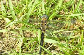 Attēlu rezultāti vaicājumam “Tettigoniodea exuvia”