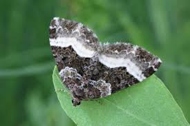 Attēlu rezultāti vaicājumam “Euphyia unangulata”