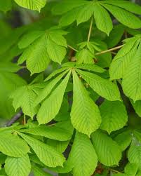 Attēlu rezultāti vaicājumam “Castanea sativa  leaf”