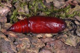 Attēlu rezultāti vaicājumam “Hadena rivularis”