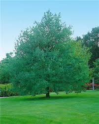 Attēlu rezultāti vaicājumam “Quercus robur fo. pectinata”