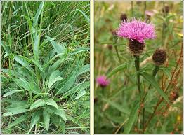 Image result for Centaurea nigra