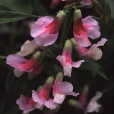 Attēlu rezultāti vaicājumam “Lathyrus vernus flower”