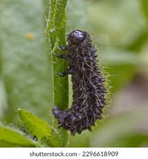 Attēlu rezultāti vaicājumam “Galeruca tanaceti”