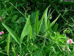 Attēlu rezultāti vaicājumam “Lathyrus sylvestris bud”