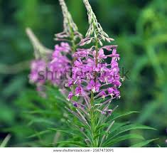 Attēlu rezultāti vaicājumam “Epilobium angustifolium flower”
