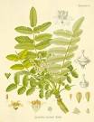 A Modern Herbal | Frankincense
