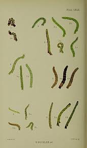 Attēlu rezultāti vaicājumam “Lampropteryx suffumata”