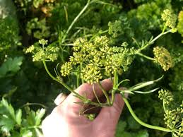 Image result for Petersilie