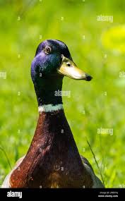 Attēlu rezultāti vaicājumam “Anas platyrhynchos male”