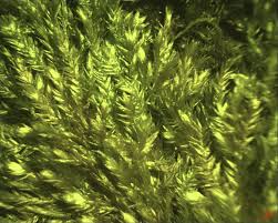 Attēlu rezultāti vaicājumam “Taxiphyllum wissgrillii”