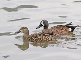 Image result for Anas discors