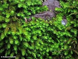 Attēlu rezultāti vaicājumam “Anomodon”