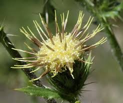 Attēlu rezultāti vaicājumam “Galium schultesii flower”