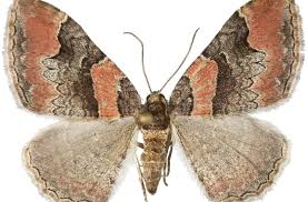 Attēlu rezultāti vaicājumam “Catarhoe rubidata”