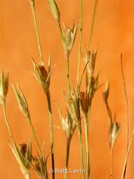 Attēlu rezultāti vaicājumam “Juncus bufonius bud”