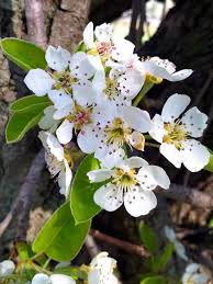 Attēlu rezultāti vaicājumam “Pyrus communis flower”
