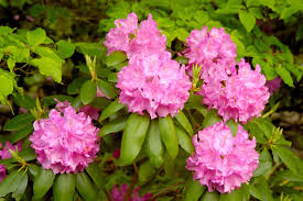 Attēlu rezultāti vaicājumam “Rhododendron catawbiense”