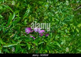Attēlu rezultāti vaicājumam “Lathyrus tuberosus flower”