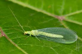 Attēlu rezultāti vaicājumam “Chrysopidae imago”