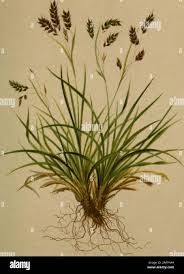 Attēlu rezultāti vaicājumam “Carex capillaris fruit”