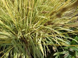 Attēlu rezultāti vaicājumam “Molinia caerulea fruit”