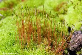 Attēlu rezultāti vaicājumam “Calliergonella cuspidata sporophyte”