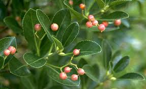 Attēlu rezultāti vaicājumam “Euonymus fruit”