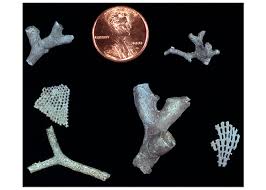 Attēlu rezultāti vaicājumam “Bryozoa”