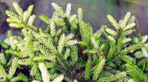 Attēlu rezultāti vaicājumam “Picea orientalis”