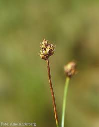 Attēlu rezultāti vaicājumam “Carex chordorrhiza fruit”
