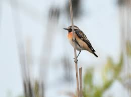 Attēlu rezultāti vaicājumam “Saxicola rubetra adult”
